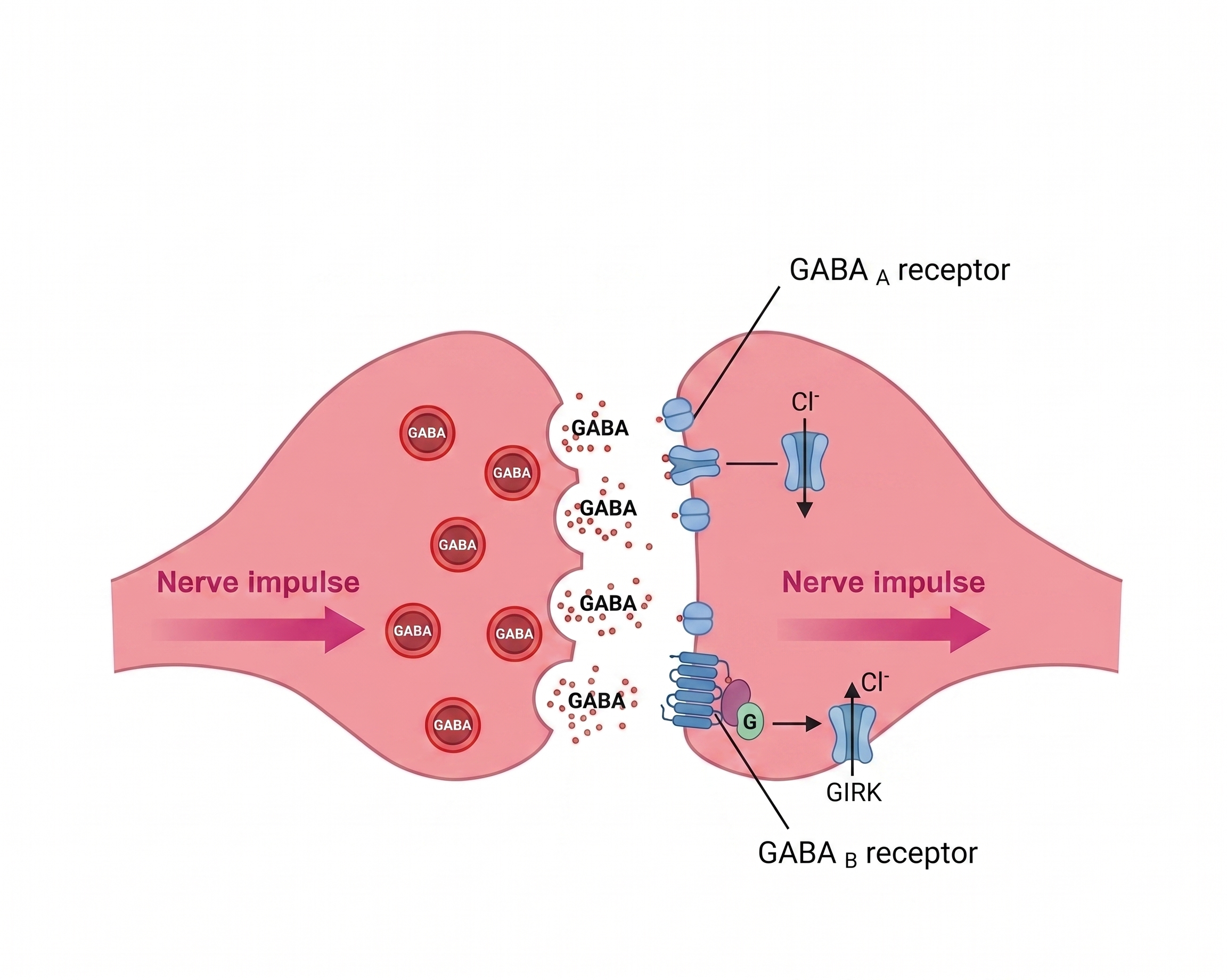 Basic GABA synapse